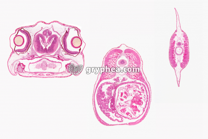 Embryon de grenouille (tétard) 3 zones CT x7 - gryphea.com